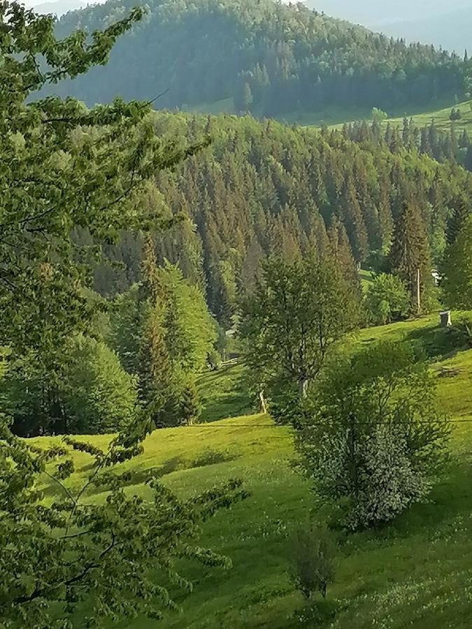 Cabana Daria Gîrda de Sus Exteriör bild